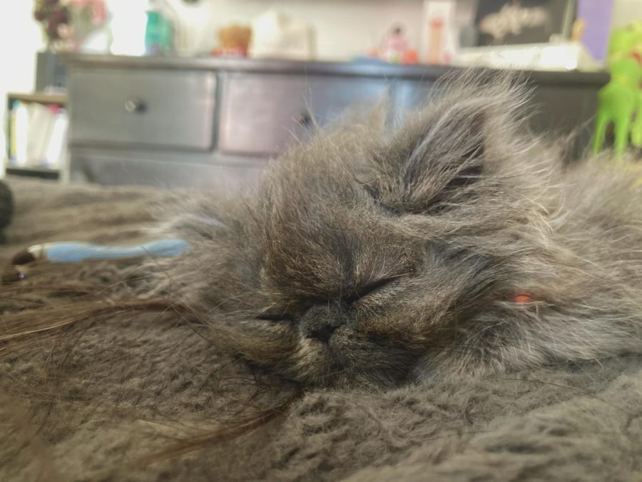 Seven week old cat Pepper takes a nap on Apr. 9 after playing with children from the Macias family.