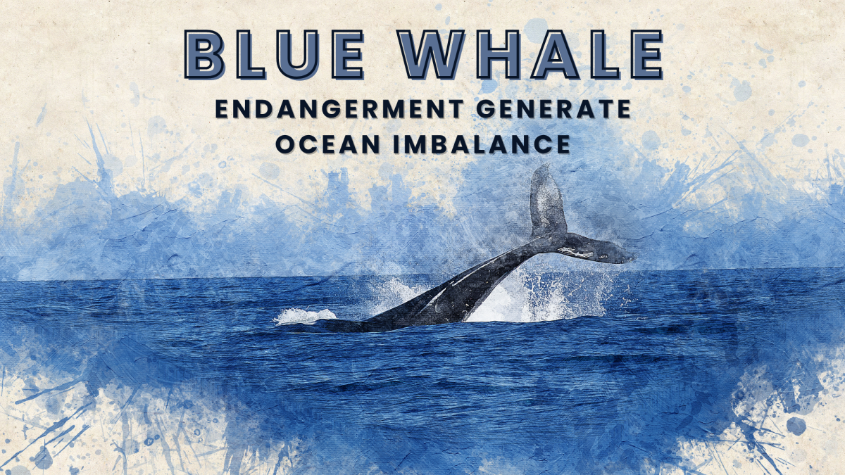 Blue whale reduction impacts marine ecosystems, wearing the ocean's carbon capture capacity and indirectly affects California beaches. 